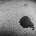 BWF-8202