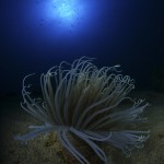 BWF-03742