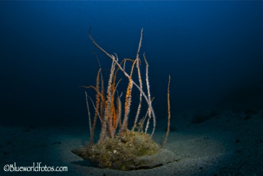 Cnidarios & Ctenóforos (corales, medusas y anémonas)