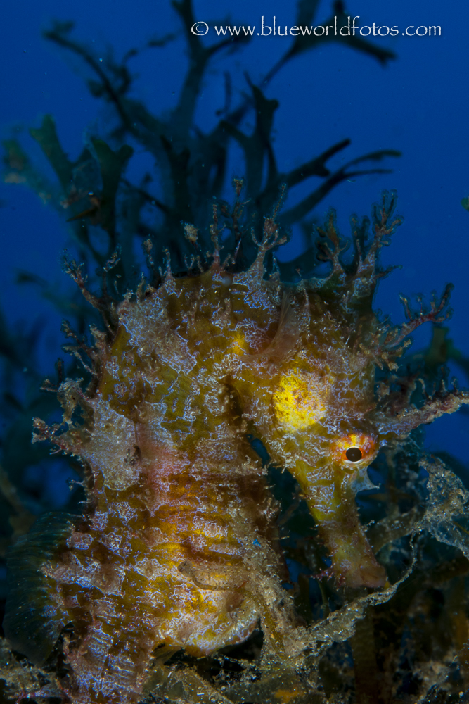 Hippocampus de la marina de Arrecife