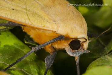 Ophiusa tirhaca la mariposa del Guayabero