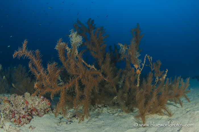 Coral negro (Antipathella wollastoni)