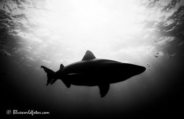 Tiburón Sarda (Odontaspis ferox)